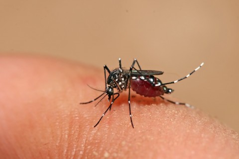 Saiba que cuidados tomar em casa para prevenir a dengue